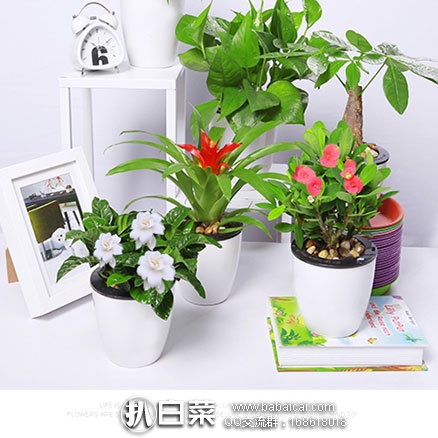 淘宝Taobao：绿芝美 发财树绿萝芦荟办公室盆栽  现售价￥8.8起，领取￥3优惠券，券后实付 ￥5.8起包邮