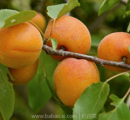 天猫商城:果江庭 山西运城新鲜黄杏5斤装,预售价¥24.9,领取¥5优惠券,实付¥19.9包邮