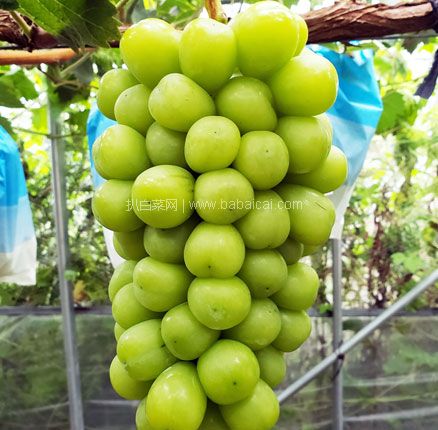 天猫商城:日本品种晴王提 阳光香枝 阳光玫瑰葡萄青提3斤整箱 现¥149,领¥70优惠券,券后¥79元包邮