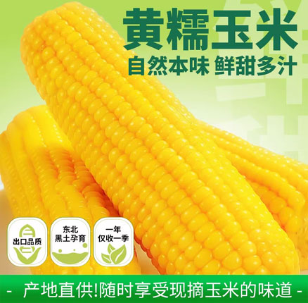 白菜价!吉林农发 北誉甄品 黄糯玉米 240-350g*8棒 带箱5斤+新低¥12.88元包邮